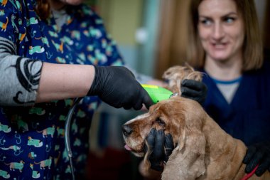 Kendini adamış bir veteriner, yetiştirme ve profesyonel klinik ortamında kahverengi bir köpeğe özen gösterir.