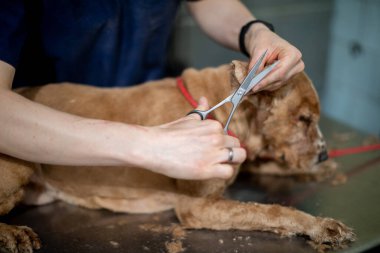 Yetenekli bir veteriner, bir köpeği tımar etme görevini yerine getirir ve genel sağlık ve hijyeninin en iyi şekilde olmasını sağlar.