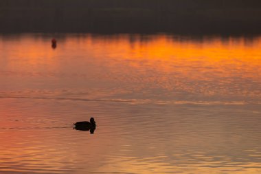 Huzurlu bir günbatımı güzel bir şekilde suya yansıyor, ördeğin huzur içinde ve zarafetle yüzdüğünü gösteriyor.