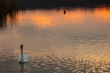 Göz kamaştırıcı ve güzel bir gün batımı suya yansıyor, zarif bir kuğunun huzur içinde süzüldüğünü gösteriyor.