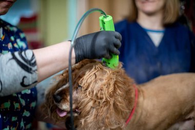 Canlı bir kuaför ortamında, yetenekli bir tımarcı bir köpeğin kürkünü güzelleştirmek için yeşil bir cihaz kullanır.