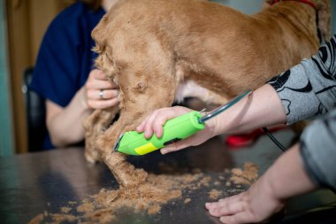 Dost canlısı bir köpek, profesyonel evcil hayvan bakım hizmetlerinin kalitesini gösteren yeşil makas kullanılarak yetiştiriliyor.