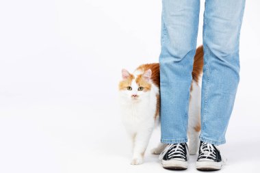 Yürek ısıtan bir sahnede, sevimli ve dost canlısı bir kedi şık kotlar giyen mutlu sahibiyle şakalaşır.