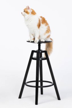 Şirin bir kedi siyah bir tabureye tünemiş beyaz bir arka plana karşı oyuncu ve meraklı doğasını sergiliyor.