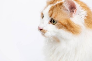 Bu, kızıl ve beyaz kürklü tüylü tüylü tüylü bir kedinin yakından çekilmiş bir portresi. Etrafına tuhaf bir şekilde bakıyor.