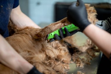 Kırpıcı kullanarak köpek tımarının detaylı bir yakın çekimi. Yetenekli evcil hayvan bakıcıları özenle iş başında sergileniyor.