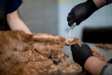 Bir veterinerlik prosedürünün detaylı bir şekilde yakından incelenmesi tedaviyi dikkatlice uygulayan profesyonellerle