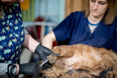 Veterinerlik profesyonelleri köpeklerin sağlığını ve evcil hayvanlar için şefkatli bir çevrede bakımını üstlenir.
