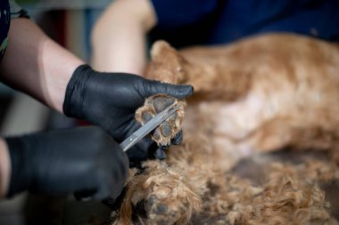 Bir veteriner özenle tımar ediyor ve köpeğe tam bir sağlık kontrolü yapıyor. Son derece özen ve hassasiyet sağlıyor.