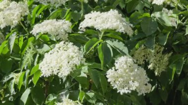 Yeşillik yaprakların arasında güzel kokulu yaşlı çiçeklerin sergilenmesi, doğa temalı görseller için mükemmeldir.