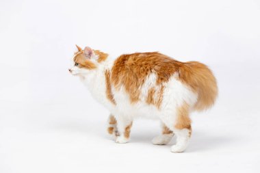 Canlı, neşeli turuncu ve beyaz bir kedi, parlak beyaz bir arka plana karşı tuhaf bir pozla sevimli bir şekilde yakalanır.