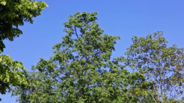 Ağaçların renkli yaprakları mavi gökyüzü ile çok güzel zıt, inanılmaz güzellikler sergiliyor.