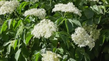 Büyüleyici beyaz mürver çiçekleri güzel bir şekilde canlı yeşil yapraklar ve yapraklarla çevrilidir.