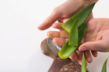 Canlı, taze aloe vera yaprakları sergileyen eller cilt bakımı ve çeşitli doğal sağlık ilaçları için mükemmel.
