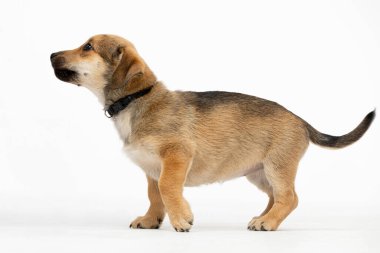 Kahverengi ve siyah kürklü neşeli ve enerjik bir köpek. Stüdyo ortamında güzel bir şekilde yakalandı.