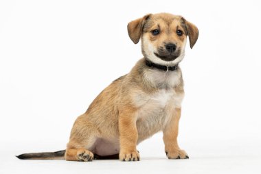 Çok sevimli bir köpek yavrusu. Hoş, eğlenceli bir tavrı var. Evcil hayvan ve hayvan temalı içerik yaratımı için ideal.