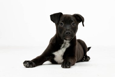 Büyüleyici siyah bir köpek yavrusu uzanıyor, şakacı doğasını, sevimliliğini ve masum davranışlarını sergiliyor.