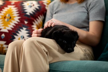 Çok şirin siyah bir köpek yavrusu, canlı, renkli bir arka planla çevrili, rahat bir kucağın üzerinde huzur içinde yatıyor.