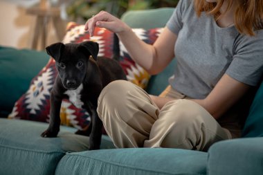 Samimi bir kanepede, neşeli, küçük siyah bir köpek yavrusuyla etkileşim kuran birini anlatan yürek ısıtan bir sahne.