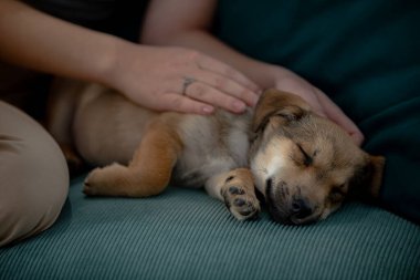 Şirin bir köpek yavrusu, sahiplerinden nazik bir sevgi görürken huzur içinde uyur. Hayvan severler için mükemmel.