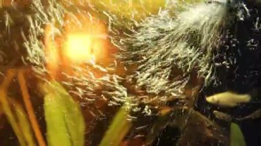 Kabarcıklar ve canlı su bitkilerinden oluşan büyüleyici bir sualtı görüntüsü. Güzelce sergilenen doğa özü.