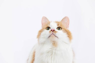 Tüylü bir kızıl ve beyaz bir kedi, ilginç bir şekilde yukarı bakıyor, canlı kürkünü ve anlamlı yüzünü sergiliyor..