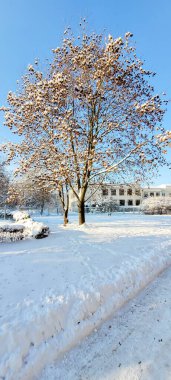 Durgun bir kış sahnesinde kar kaplı bir ağaç berrak mavi gökyüzüne karşı güzel bir tezat oluşturuyor.