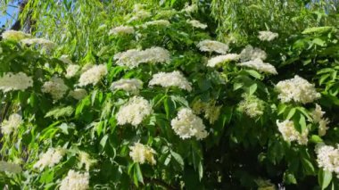 Beyaz yaşlı çiçeklerin çarpıcı bir görüntüsü... yemyeşil yapraklarla güzelce düzenlenmiş, doğal güzellikleri gözler önüne seriyor.