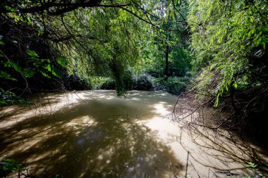 Yaprakların arasından süzülen güneş ışığıyla çamurlu suya yansıyan gür bir orman gölgesinin huzurlu görüntüsü.