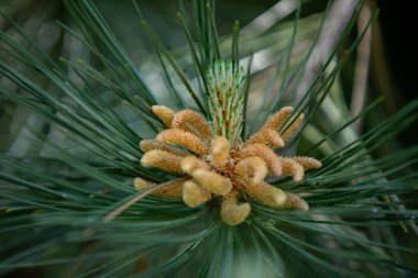Parlak yeşil iğnelerin arasına yerleşmiş güzel kozalakların göz kamaştırıcı yakın görüntüsü.