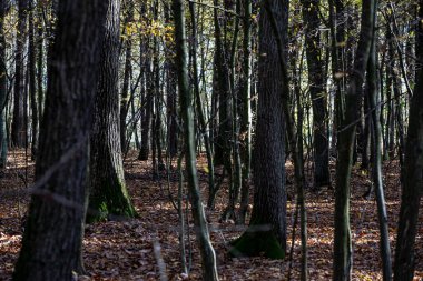 Bereketli bir ormanın huzurlu ve huzurlu manzarası, Düşen sonbahar yaprakları arasında uzun ağaçlar sergileniyor Ilık ışıkta parlayan