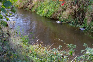 Etrafı canlı, gür yeşillikler ve sakin sularla çevrili güzel ve huzurlu bir su yolu.