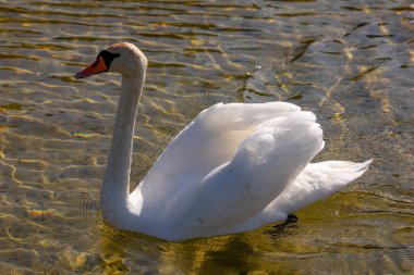 Güzel bir kuğu suda zarifçe süzülür, huzur içinde yüzer ve doğal zarafetini gösterir.