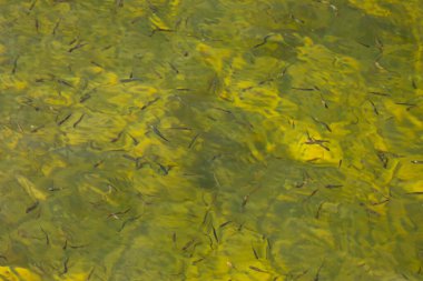 Canlı bir sualtı sahnesinde canlı bir alg çiçek açıyor. Renkli balıklar yeşilimsi bir ortamda gelişiyor.