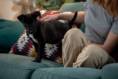 Oyuncu bir siyah köpek, kanepede mutlu bir şekilde durur. Zamanının keyfini çıkararak sahibine neşe içinde eşlik eder.