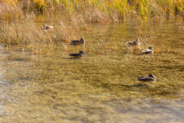Huzurlu ve resimli bir sahne, sersemletici bir sonbahar bitkisinin ortasında berrak suda huzur içinde yüzen ördekleri gösteriyor.