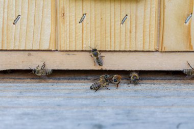 Büyük bir arı sürüsü ahşap bir arı kovanının etrafında toplanarak doğadaki önemli rollerini sergilediler.