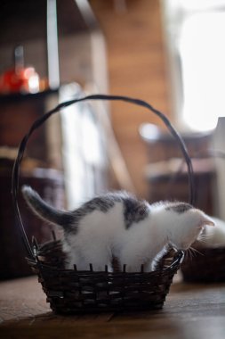 Şirin bir kedi yavrusu hoş bir sepetten dışarı bakıyor, neşeli merakını güzelce gösteriyor.