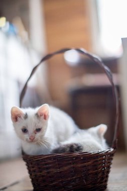 İki sevimli beyaz kedi yavrusu rahat bir sepetin içinde yuvalanır. Küçük, sıcak ortamlarında şirinlik yayarlar.
