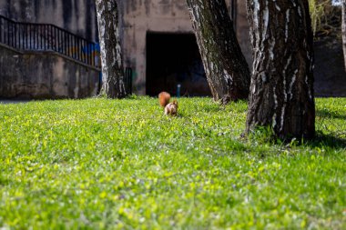 Neşeli bir sincap, uzun ağaçlar ve parlak güneş ışığıyla çevrili canlı bir parktaki yemyeşil otları keşfeder.
