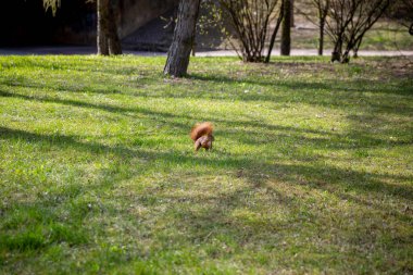 Meraklı bir sincap, uzun ağaçlar ve ılık yumuşak güneş ışığıyla çevrili canlı yeşil bir parkı zevkle keşfeder.