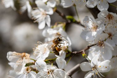 Bir arı güzel beyaz çiçekleri döllerken nektar toplar, canlılığını ve güzelliğini gösterir.