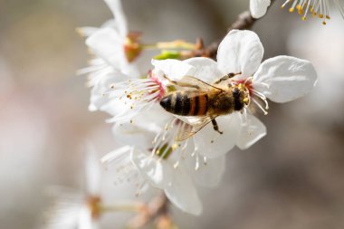 Kiraz çiçeğini özenle tozlaştıran bir arı bahar boyunca doğanın harikalarını güzel bir şekilde sergiliyor.