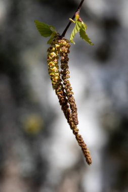 Zarif Catkins 'in büyüleyici ve detaylı bir görüntüsü zarif bir şekilde bir daldan sarkıyor.