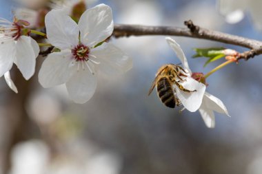 Kiraz çiçeğinin üzerindeki bir arıya yakından bakmak doğanın güzelliğini ve hayati tozlaşma sürecini ön plana çıkarır.