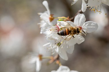 İlkbaharda beyaz kiraz çiçeklerinin üzerindeki bir arıya yakın çekim, doğanın karmaşık güzelliğini vurguluyor.