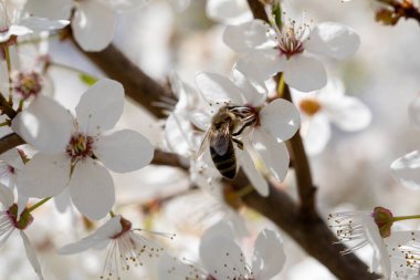 Meşgul bir arının detaylı bir görüntüsü özenle narin kiraz çiçeklerinden özenle nektar topluyor.