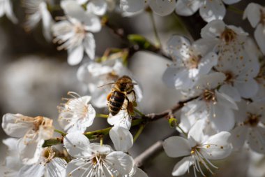 Baharda, meşgul bir arı beyaz çiçeklerden tatlı nektar toplar. Güzellik ve ahenk sergiler.