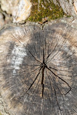 Karmaşık desenler ve bir ağacın eşsiz dokuları yaşını ve doğal güzelliğini güzel bir şekilde gösteriyor.