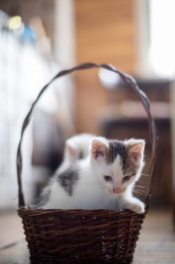 Küçük sevimli bir kedi yavrusu, neşeli bir sepetle neşeyle örülmüş bir sepet keşfediyor. Oyuncak merakının özünü mükemmel bir şekilde yakalıyor.